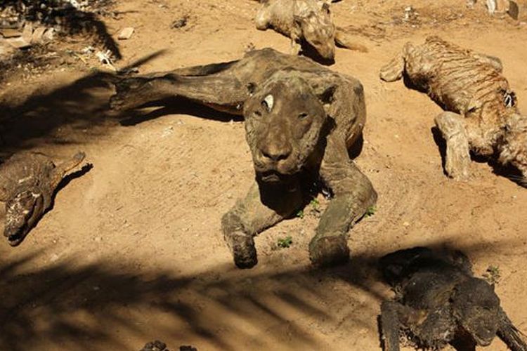 Kebun Binatang Yang Menyedihkan